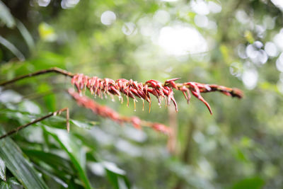 Close-up of plant against blurred background