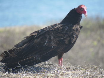 Close-up of a bird perching on a field