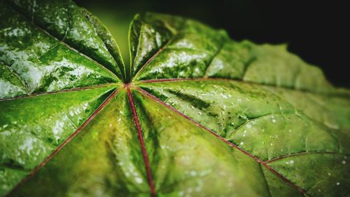 Close-up of leaves