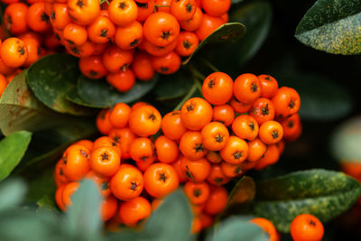 Close-up of fruits on tree