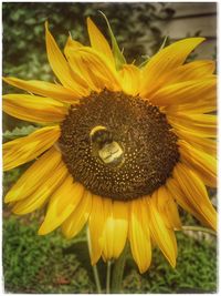 Close-up of sunflower