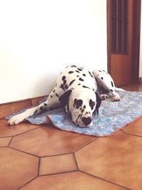 Dog resting on tiled floor