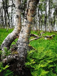 Moss growing on tree trunk in forest