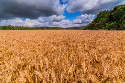 Oats field against blue sky with incoming storm clouds wide angle agricultural landscape