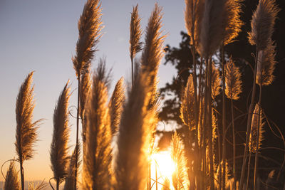 Close-up of stalks in field against sky