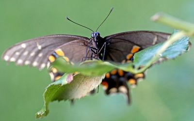 Close-up of butterfly on leaf