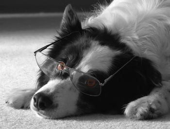 Close-up portrait of dog relaxing on bed