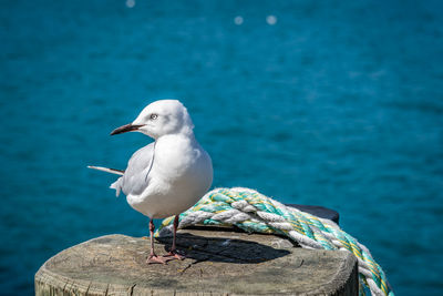 Close-up of seagull perching on rock