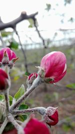 Close-up of pink flowering plant