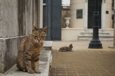 Portrait of cat outdoors