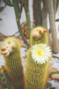 Close-up of succulent plant