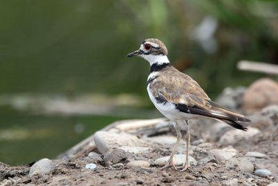 Close-up of bird perching outdoors