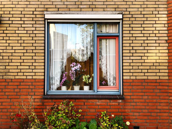 Flowers growing on window of building