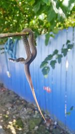 Close-up of snake hanging on tree