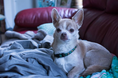 Portrait of dog relaxing on sofa at home