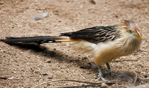 Close-up of bird perching on field