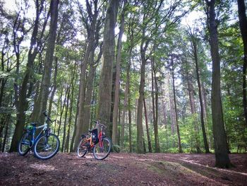 Bicycle by trees in forest