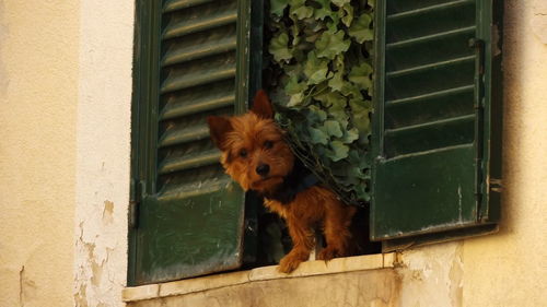 Close-up of dog seen through window