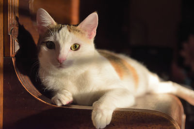 pet