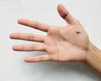 Close-up of dead mosquito on hand against wall