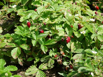 Close-up of berries growing on plant