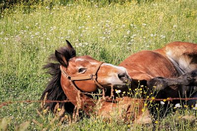 View of an animal on field