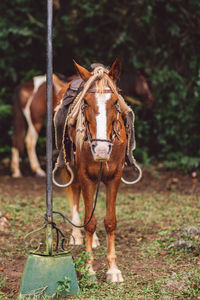 Portrait of horse standing on field