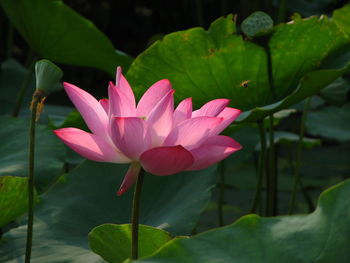 Close-up of pink lotus 