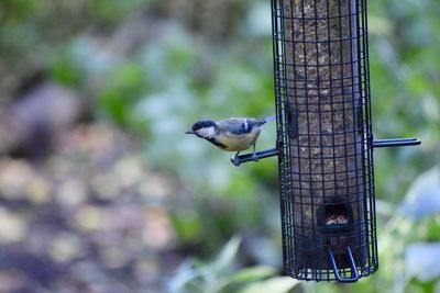 Close-up of bird perching on feeder