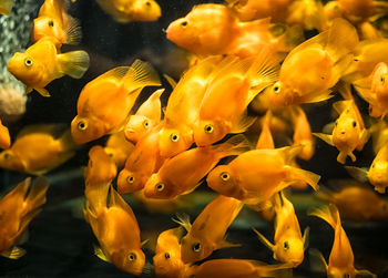 Close-up of fish swimming in sea