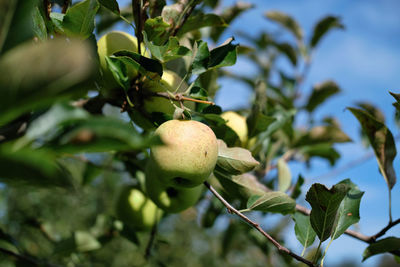 Close-up of fruit growing on tree