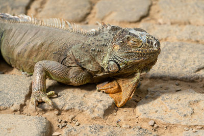 Close-up of lizard on rock