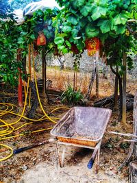 Potted plants on chair in yard