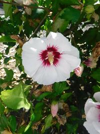 Close-up of pink flower