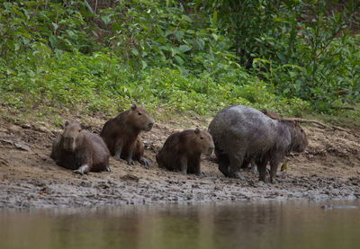 Closeup portrait of family of capybara hydrochoerus hydrochaeris resting and playing in mud bolivia.