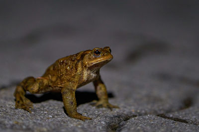 Close-up of lizard