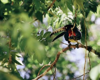 Low angle view of bird perching on branch