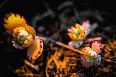 Close-up of flowering plant on field