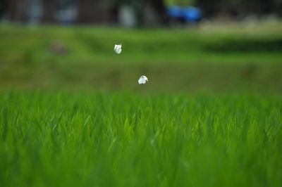 Close-up of jellyfish on field