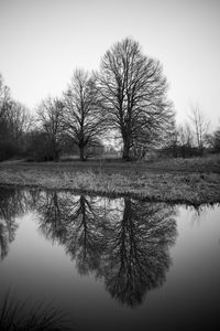 Reflection of bare trees in lake against clear sky