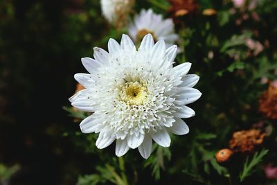 Close-up of white flowers blooming outdoors