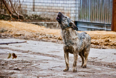 Dog standing on land