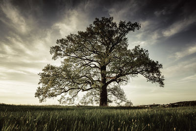 Tree on field against sky