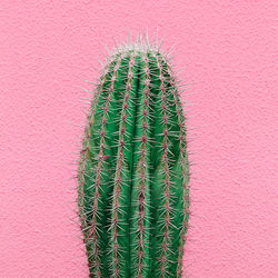 Plants on pink concept. cactus 