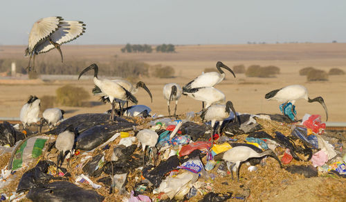 Flock of birds