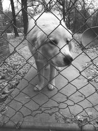 Dog seen through chainlink fence