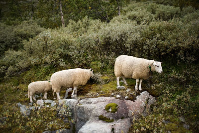 Sheep grazing in a mountain 