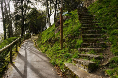 Footpath amidst trees