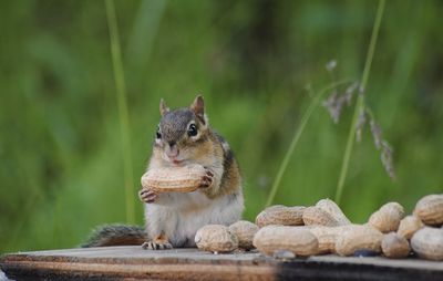 Close-up of squirrel eating peanut