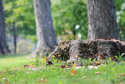 Tree trunk in forest